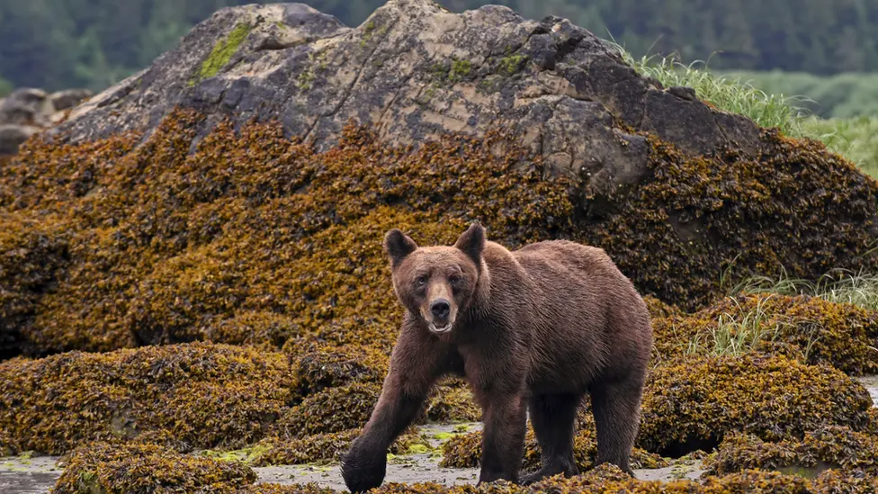 Canada's grizzly bears move into Arctic north