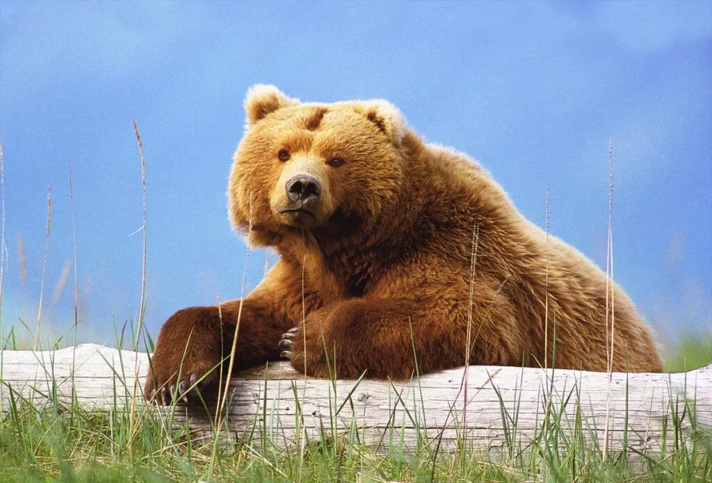 Do Grizzlies Live in Minnesota?