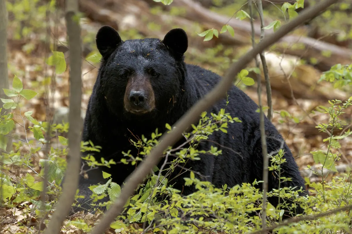 How many bears live in Missouri? This species is making a comeback