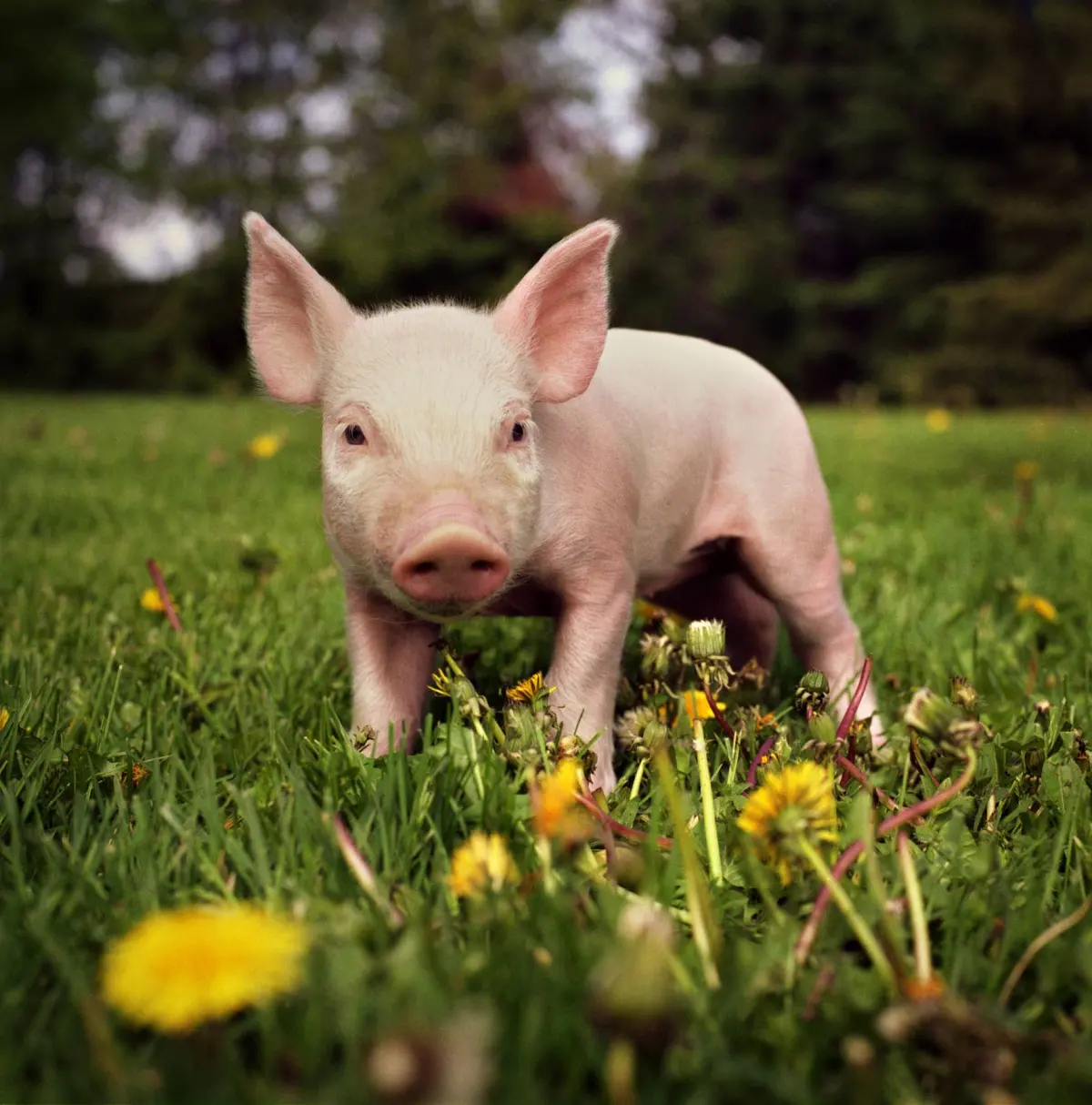 How many babies do pigs have