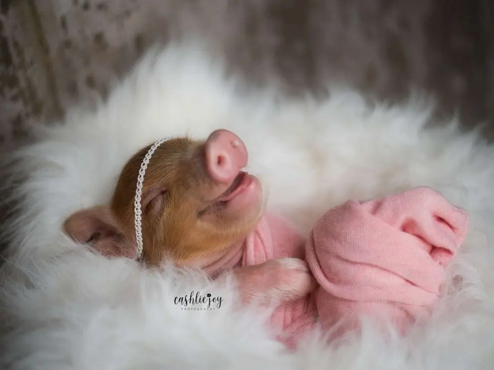 Babies pigs — image 2