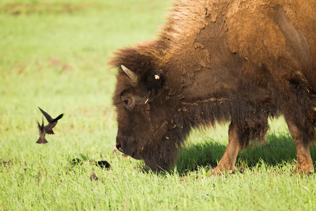 American Bison or Buffalo: Facts & Where to See Them
