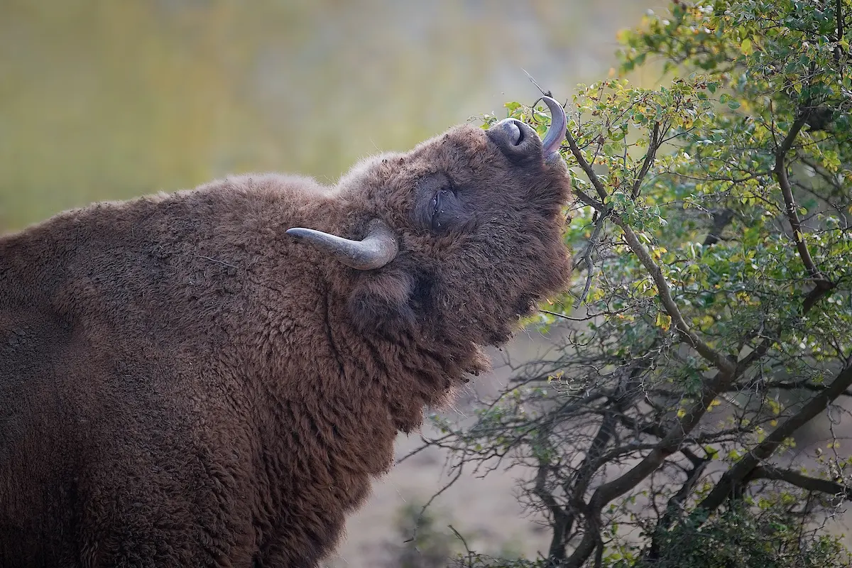 The European Bison: a gastronomic giant