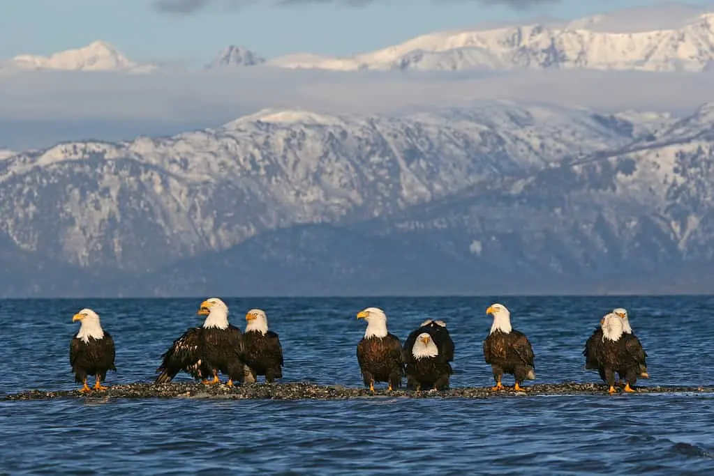 What Is a Group of Eagles Called?