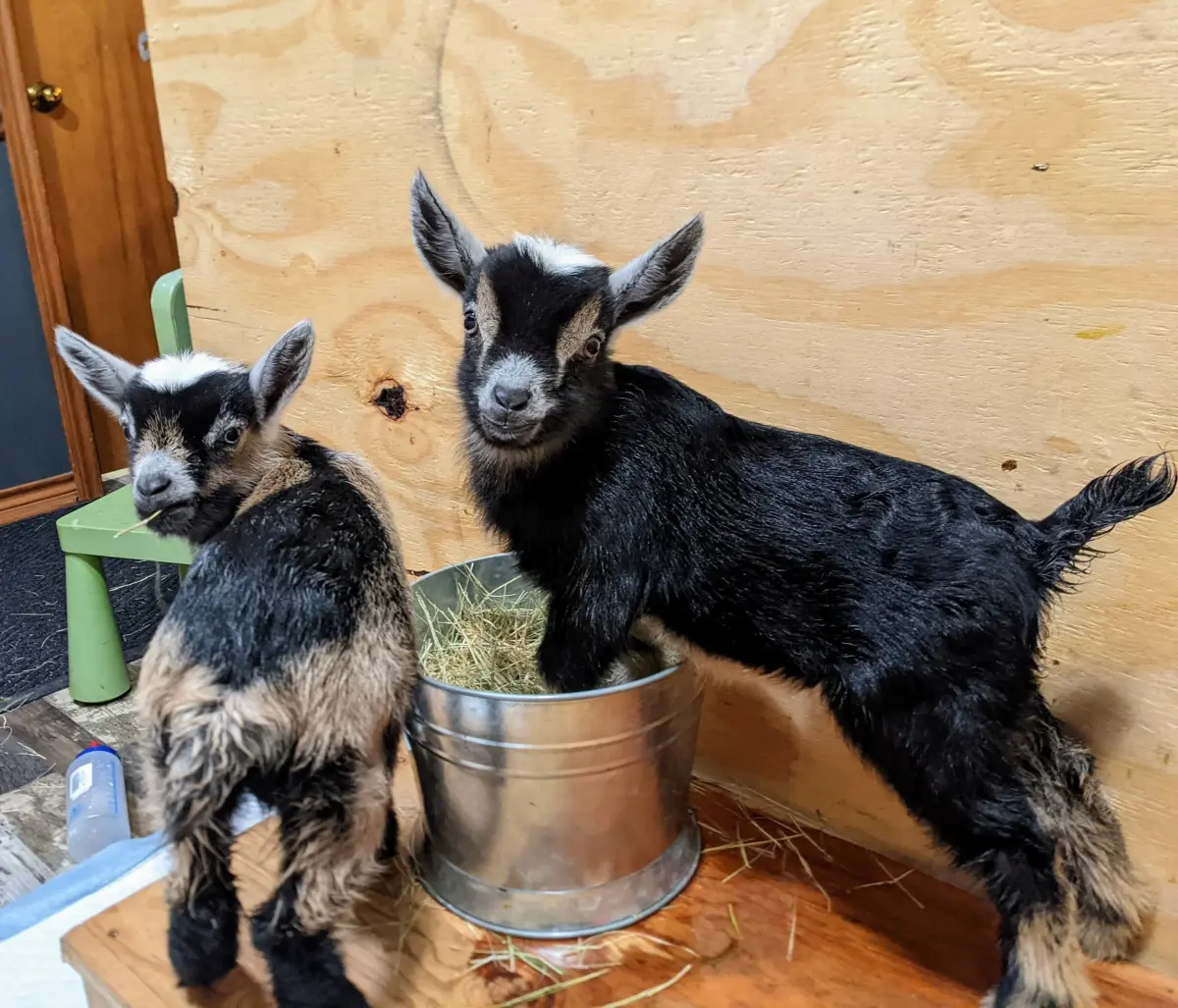 5 reasons to have and not to have baby goats in the winter