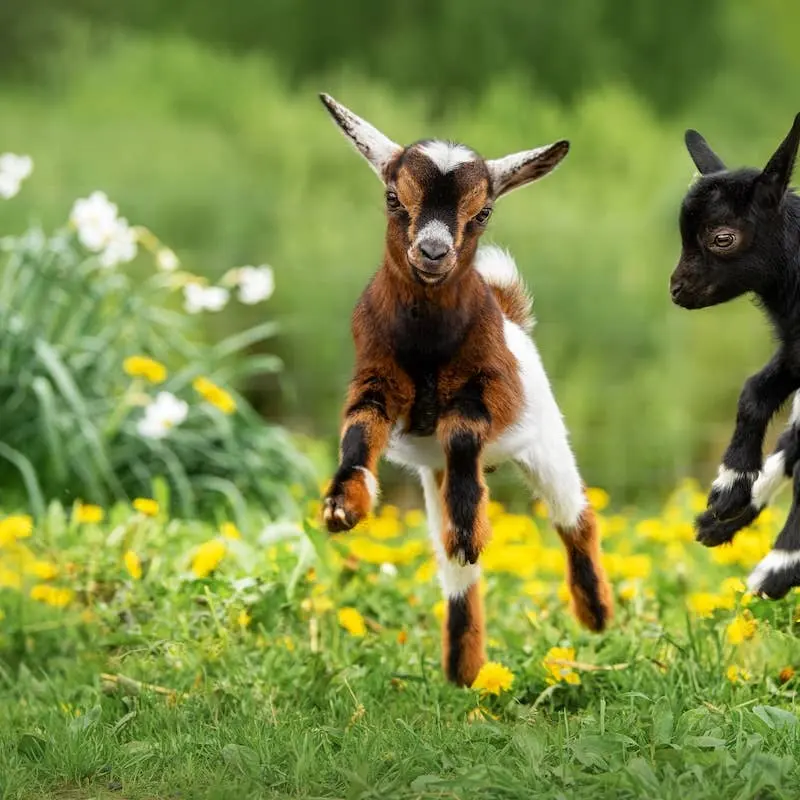 Baby Goats' Happy Hops and Tip Taps Are the Best Thing Ever