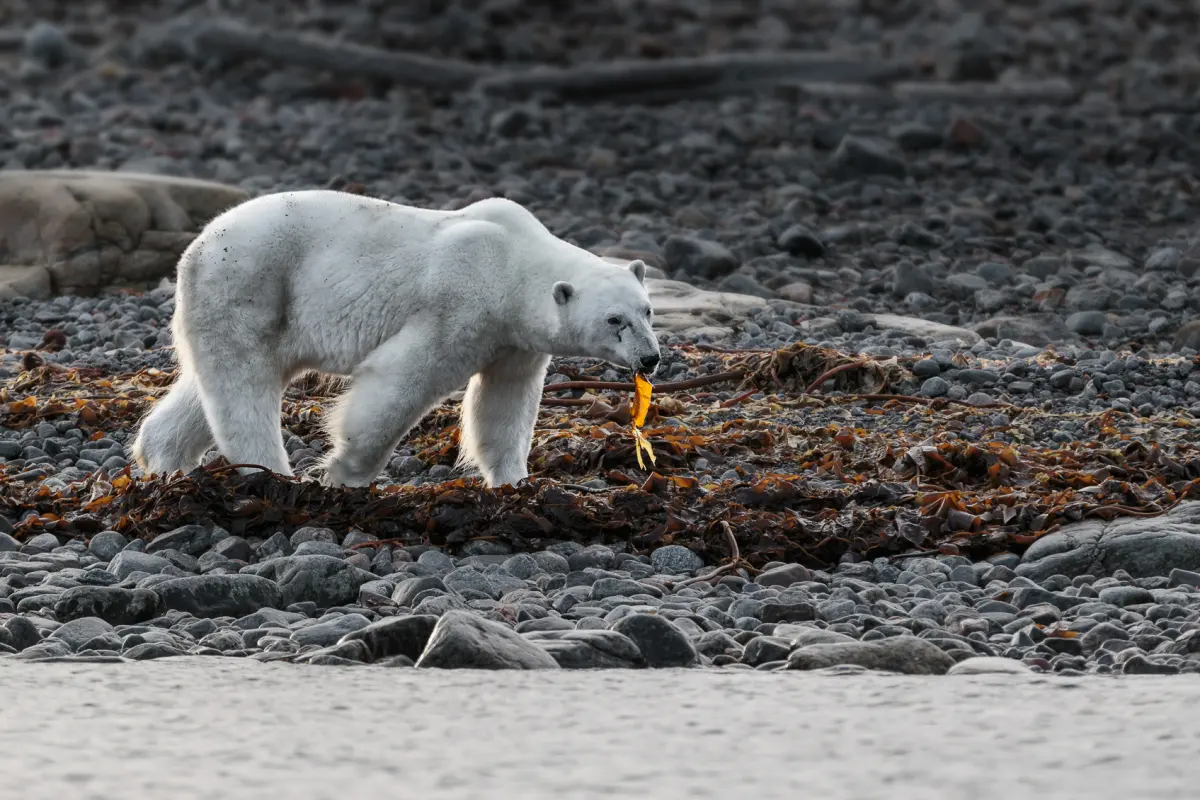 Polar bears eat — image 2