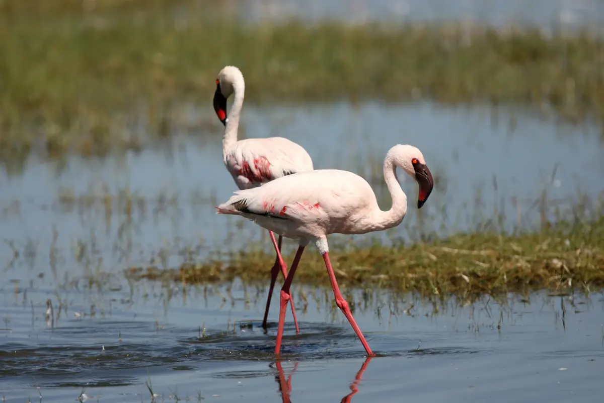 Where Do Flamingos Live?