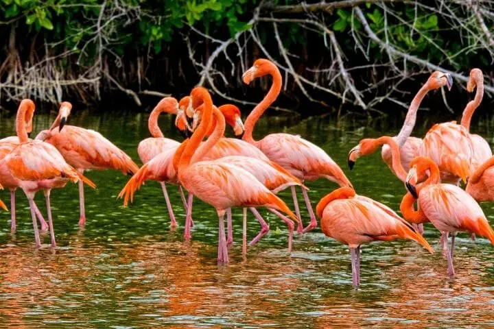 Where Do Flamingos Live? Find Them In The US