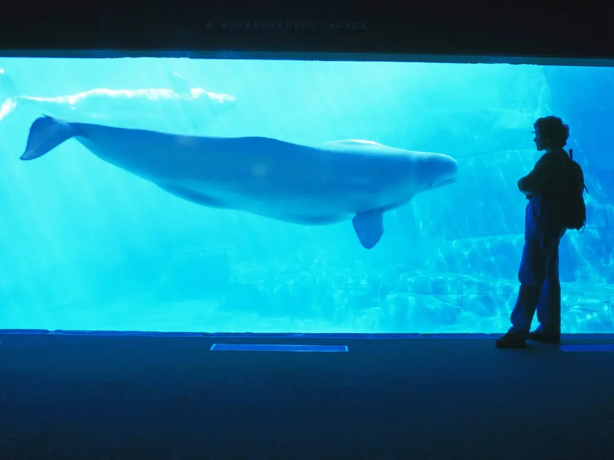 Vancouver aquarium won't keep whales or dolphins captive after public outcry
