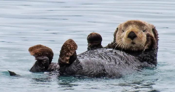 World-Renowned Vancouver Aquarium