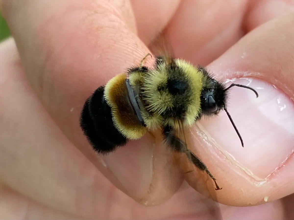 From buckthorn to endangered bumblebees, a habitat success story