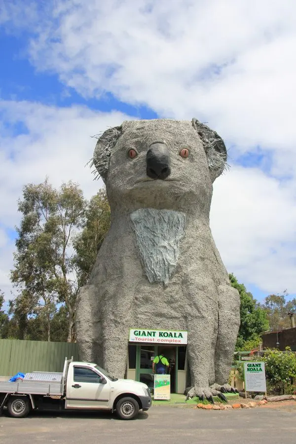 Big koalas — image 2