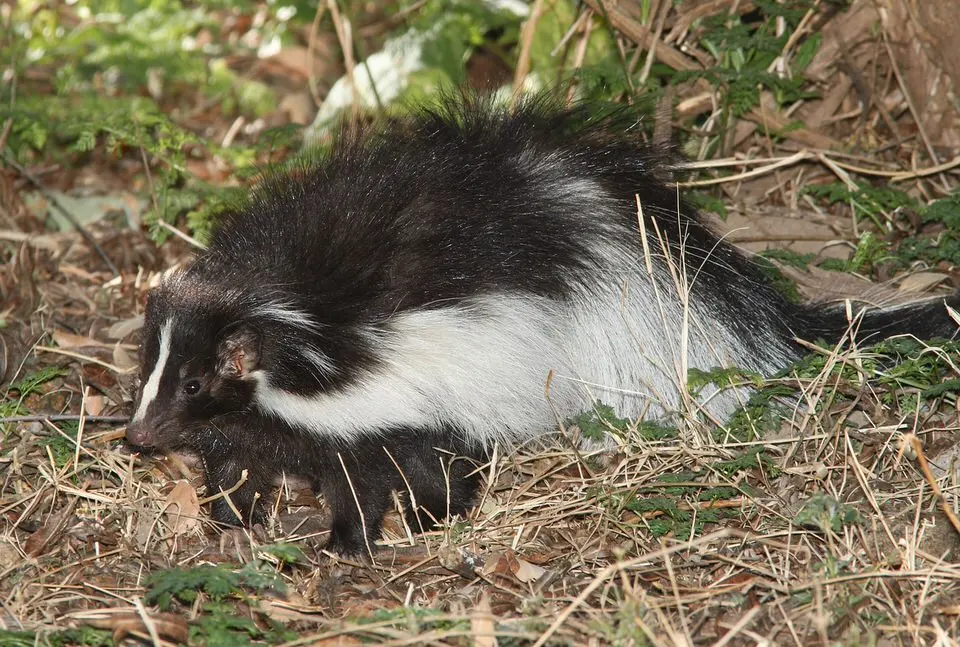 Skunks live — image 2