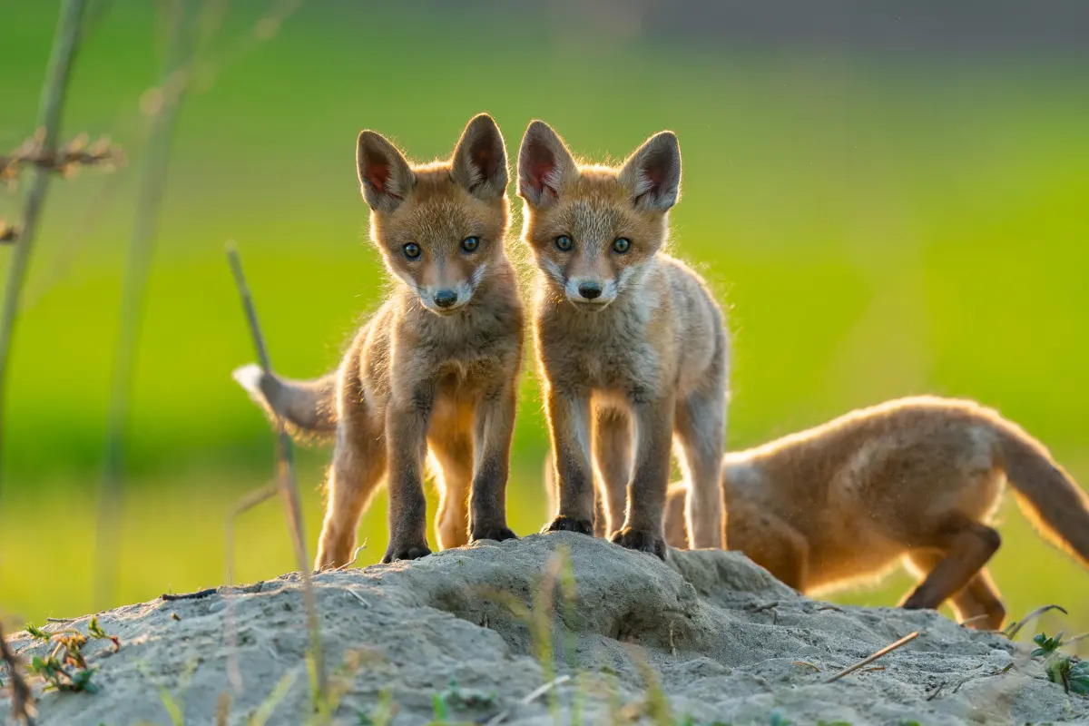 What Is A Baby Fox Called?