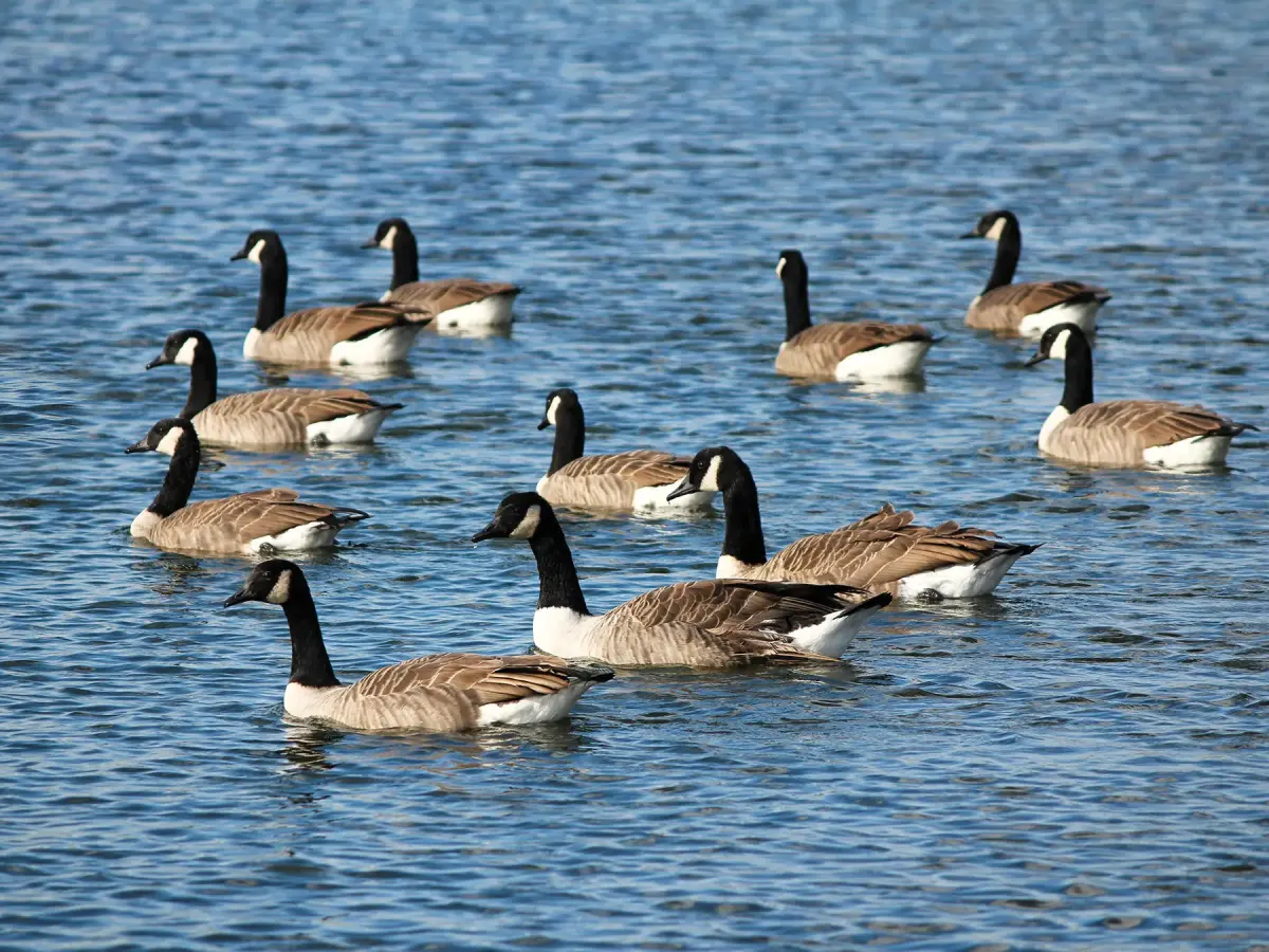 Collective Nouns for Geese: What's the Official Terms?