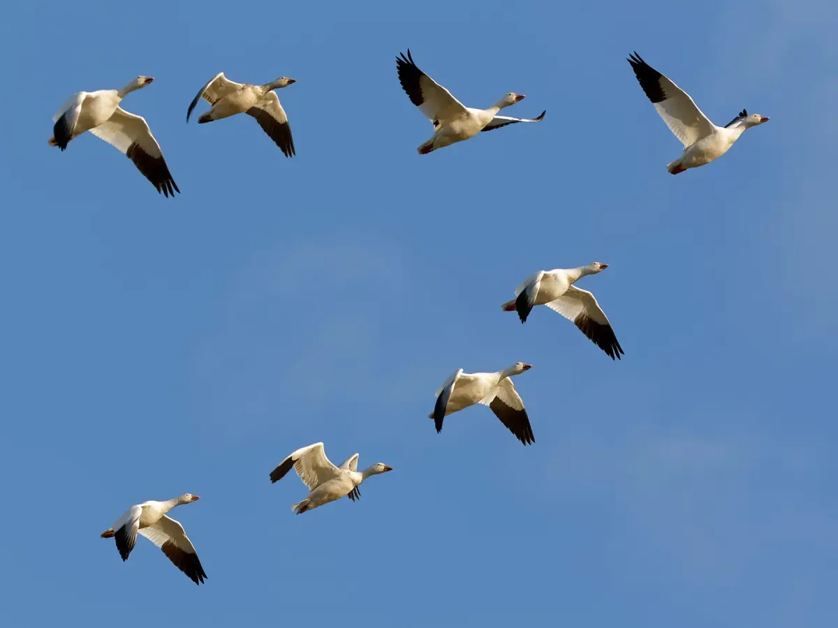Collective Nouns for Geese: What's the Official Terms?