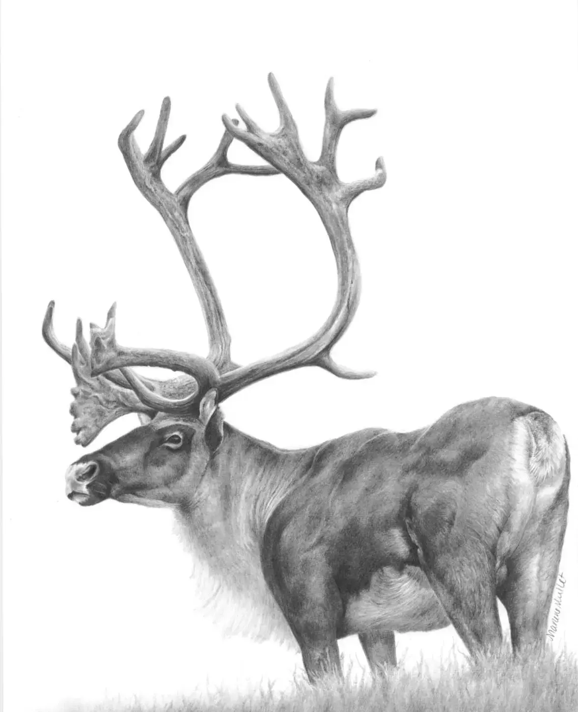 Bull Caribou Art Print, wildlife wall decor for cabin, north woods decor, wall art for lodge, hand drawn wildl