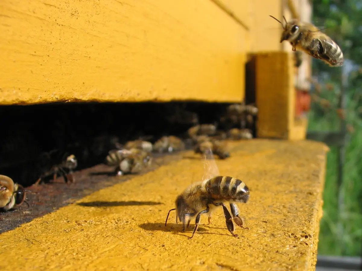 Why are bees disappearing