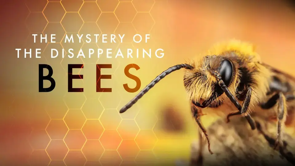 The Mystery of the Disappearing Bees