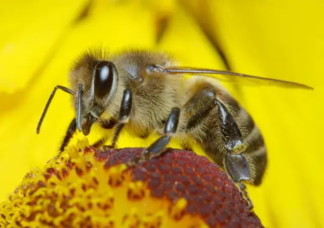 Disappearing bees