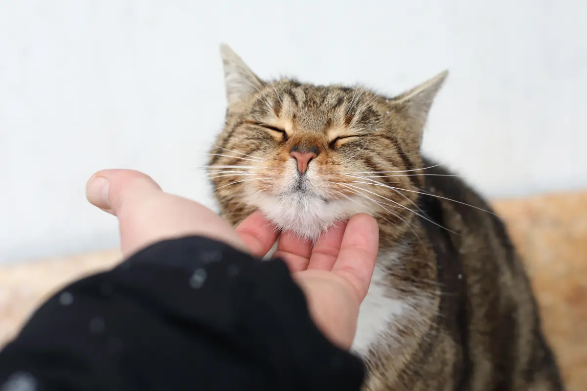 Why Do Cats Purr? What Purring Means