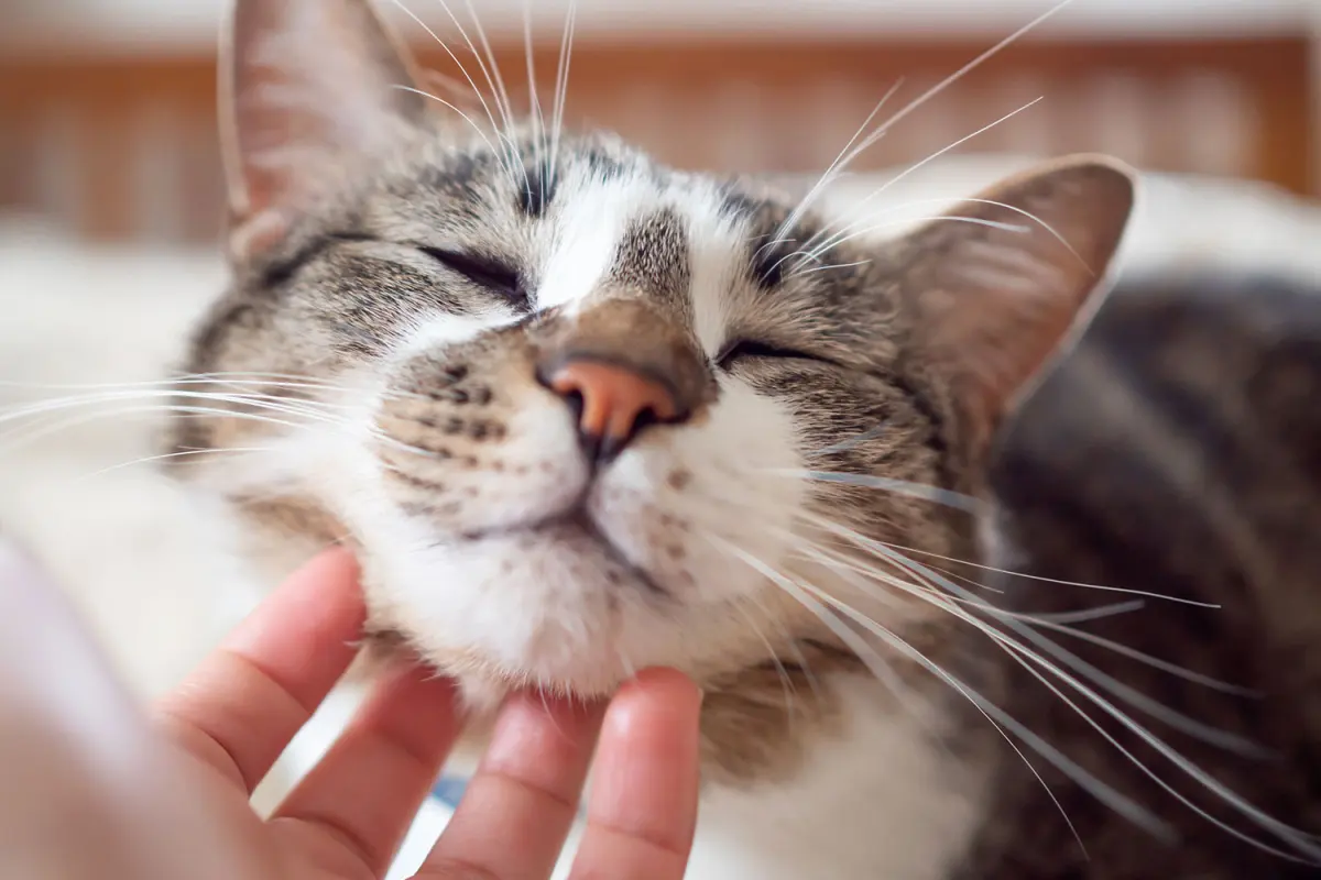 Why Do Cats Purr? 5 Reasons Behind the Secret Feline Language