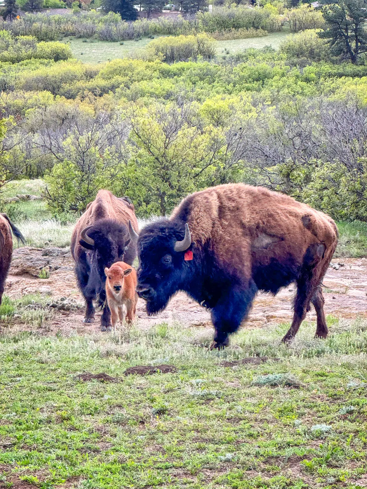 Colorado living: Where the bison roam