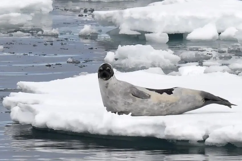 How long do seals live