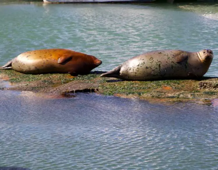 Seals live — image 2