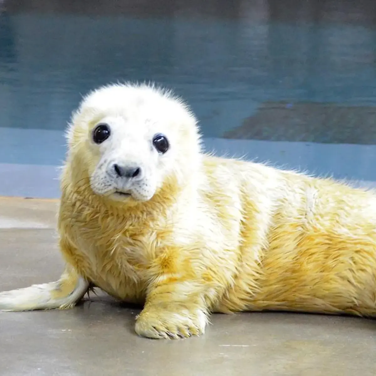 Babies seals — image 2