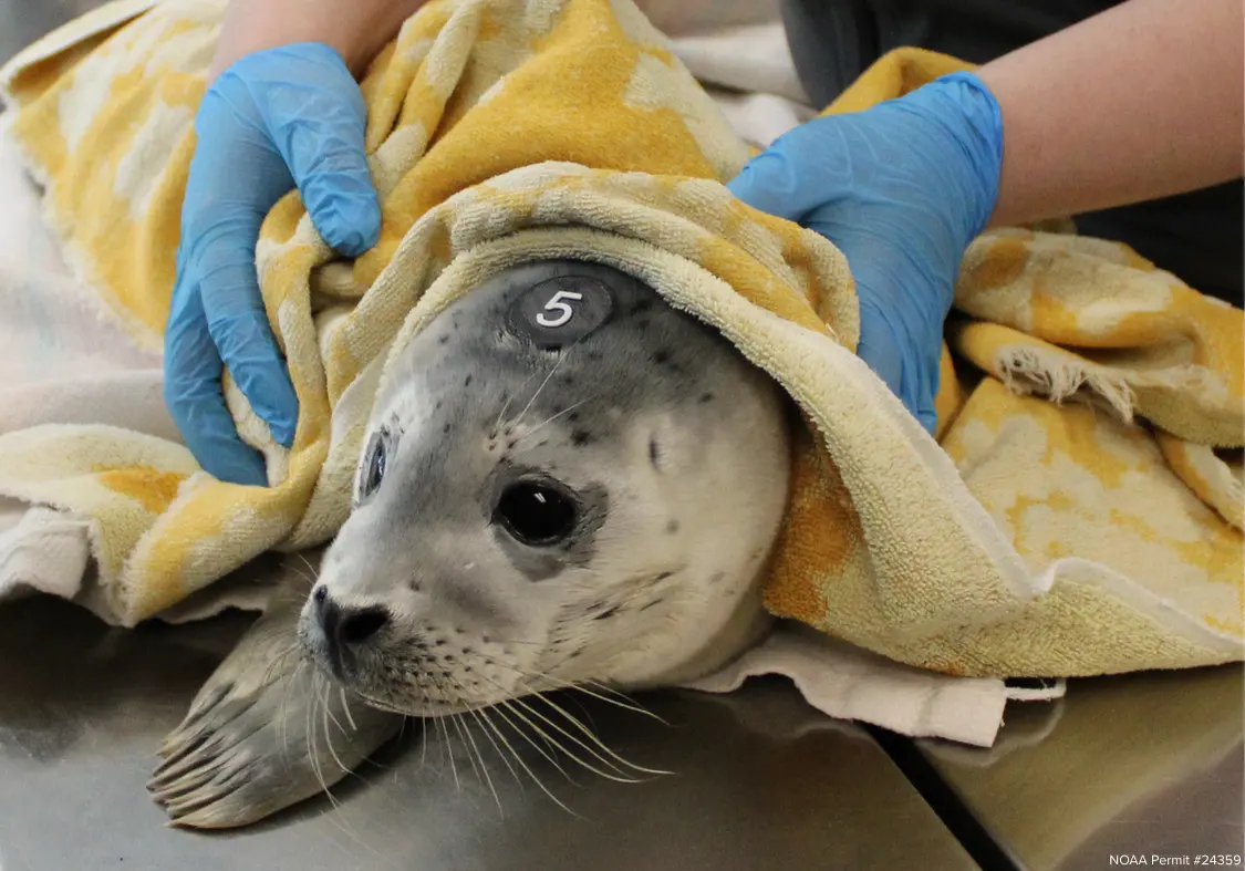 Babies seals — image 3