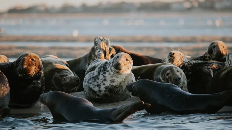 Seals: Diet, Habitat, Behaviour, and Conservation