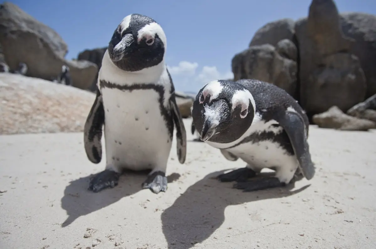 Endangered African penguins likely to go extinct soon