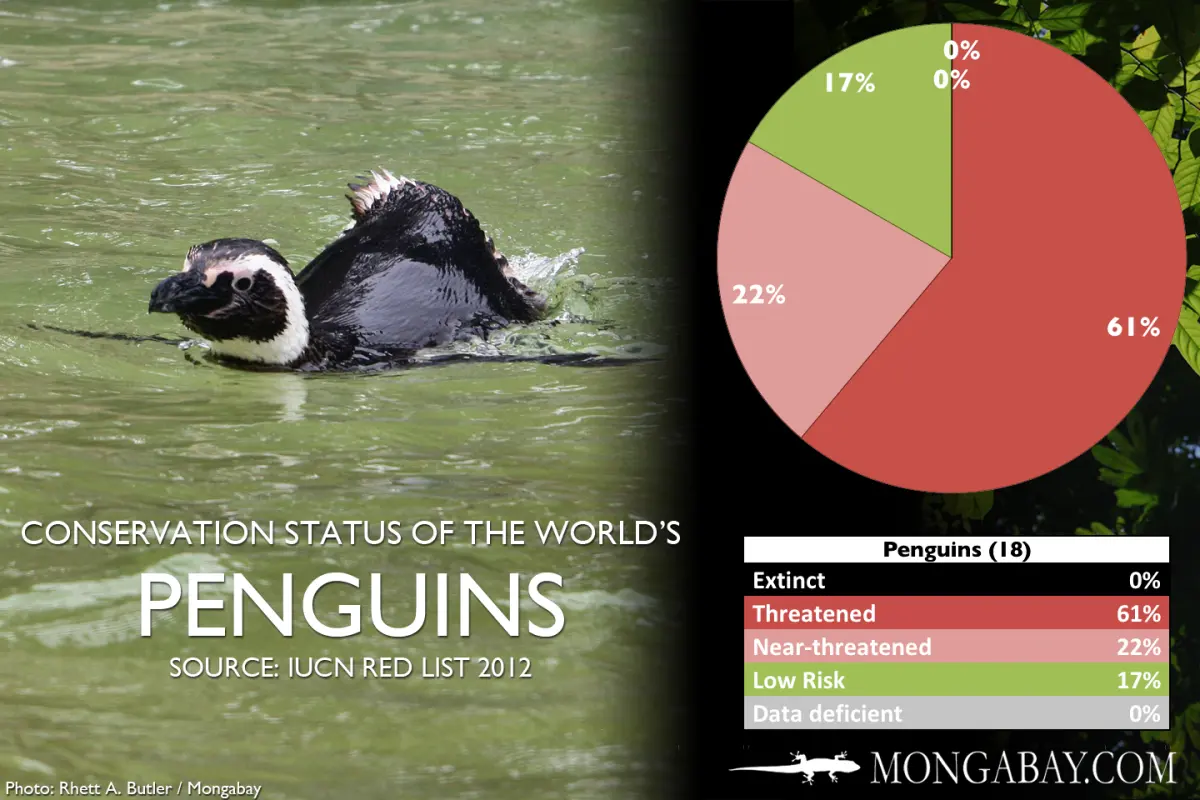 CHART: The world's most endangered penguins