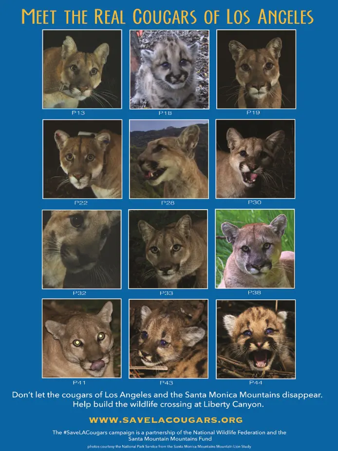 Meet the Real Cougars (Mountain Lions) of L.A