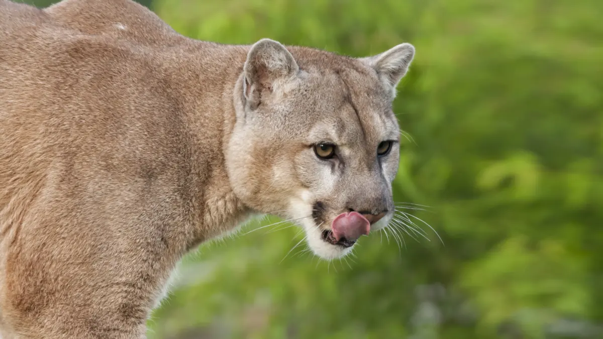 Mountain Lion (Puma, Cougar)