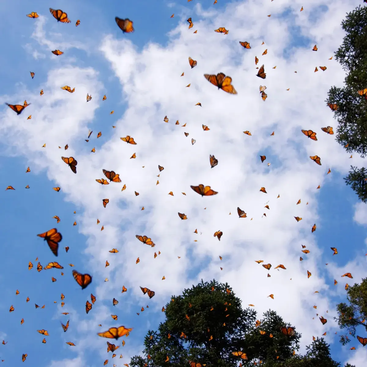 Where to See Thousands of Monarch Butterflies
