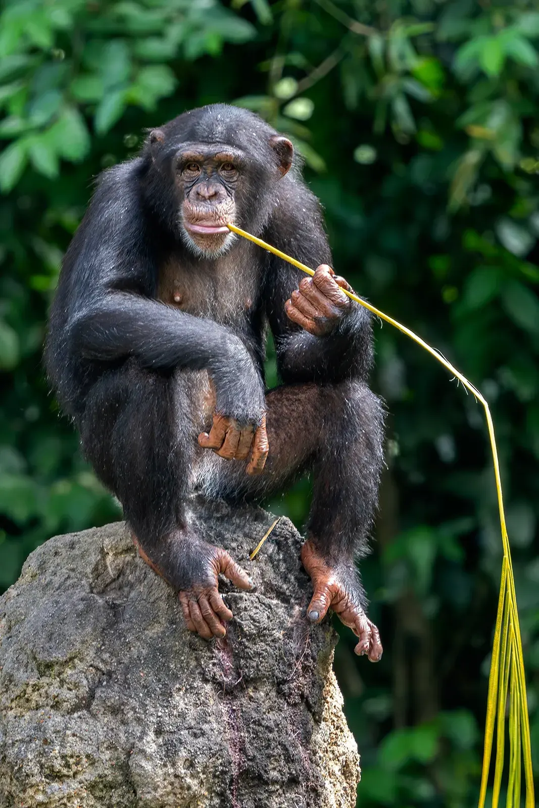 Ape monkey — image 2