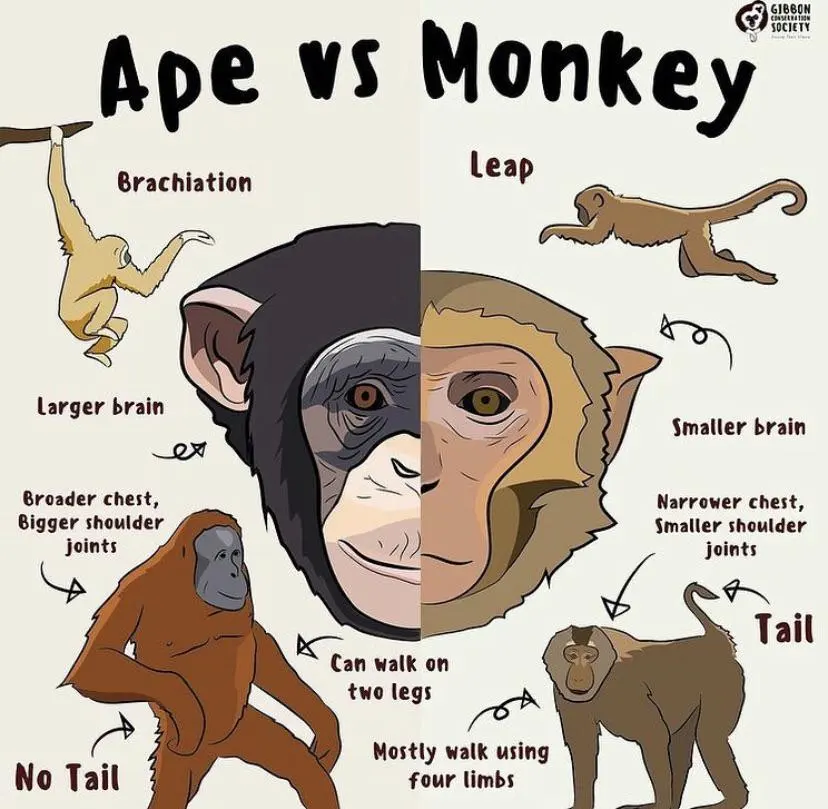 Ape vs Monkey