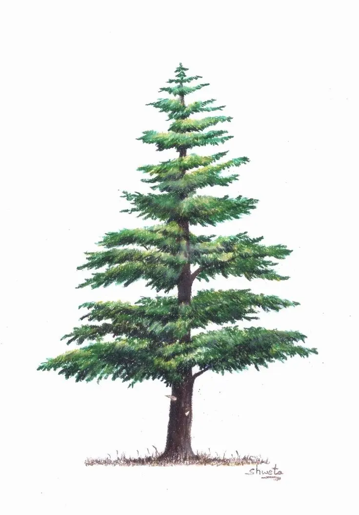 Lebanese Cedar Tree Pencil Drawing by Shweta Mahajan
