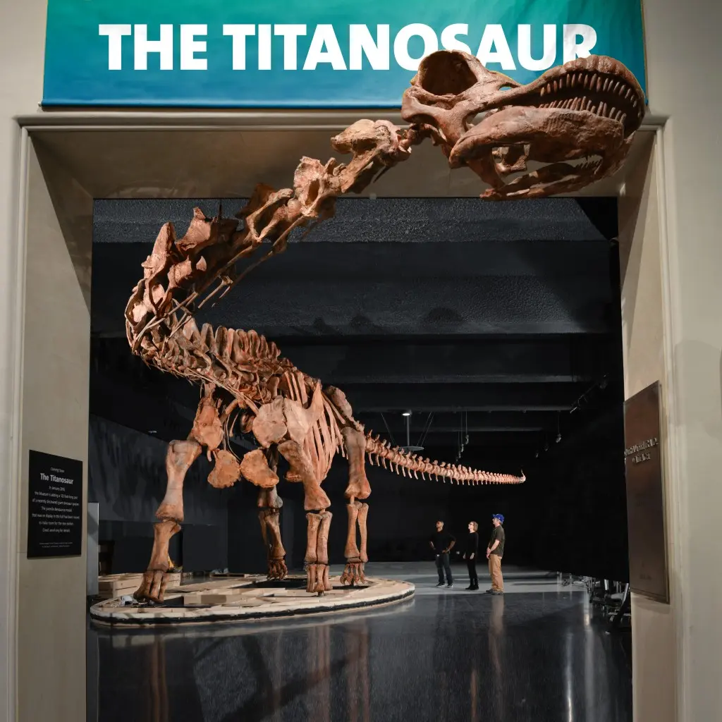 Massive titanosaur, biggest dinosaur ever found, squeezes into Museum of Natural History