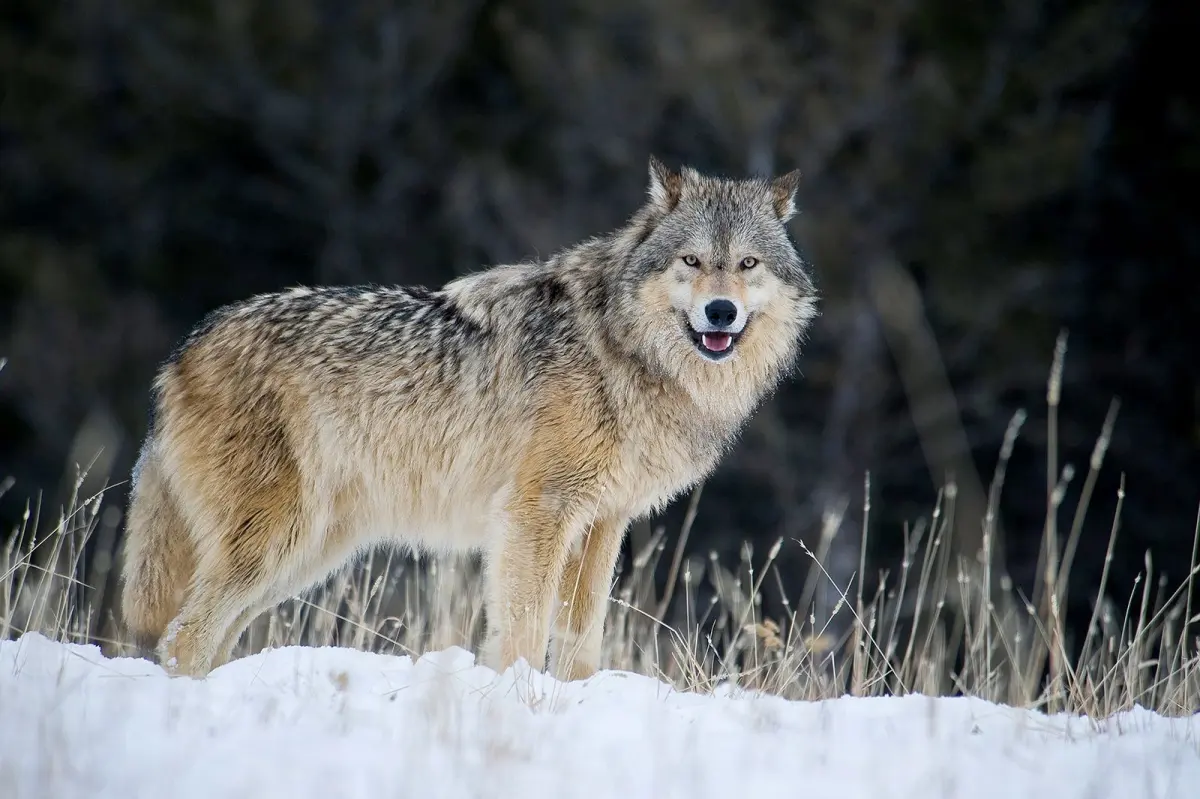 Gray wolves are relisted in Endangered Species Act