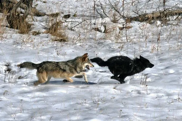 Should the gray wolf keep its endangered species protection?