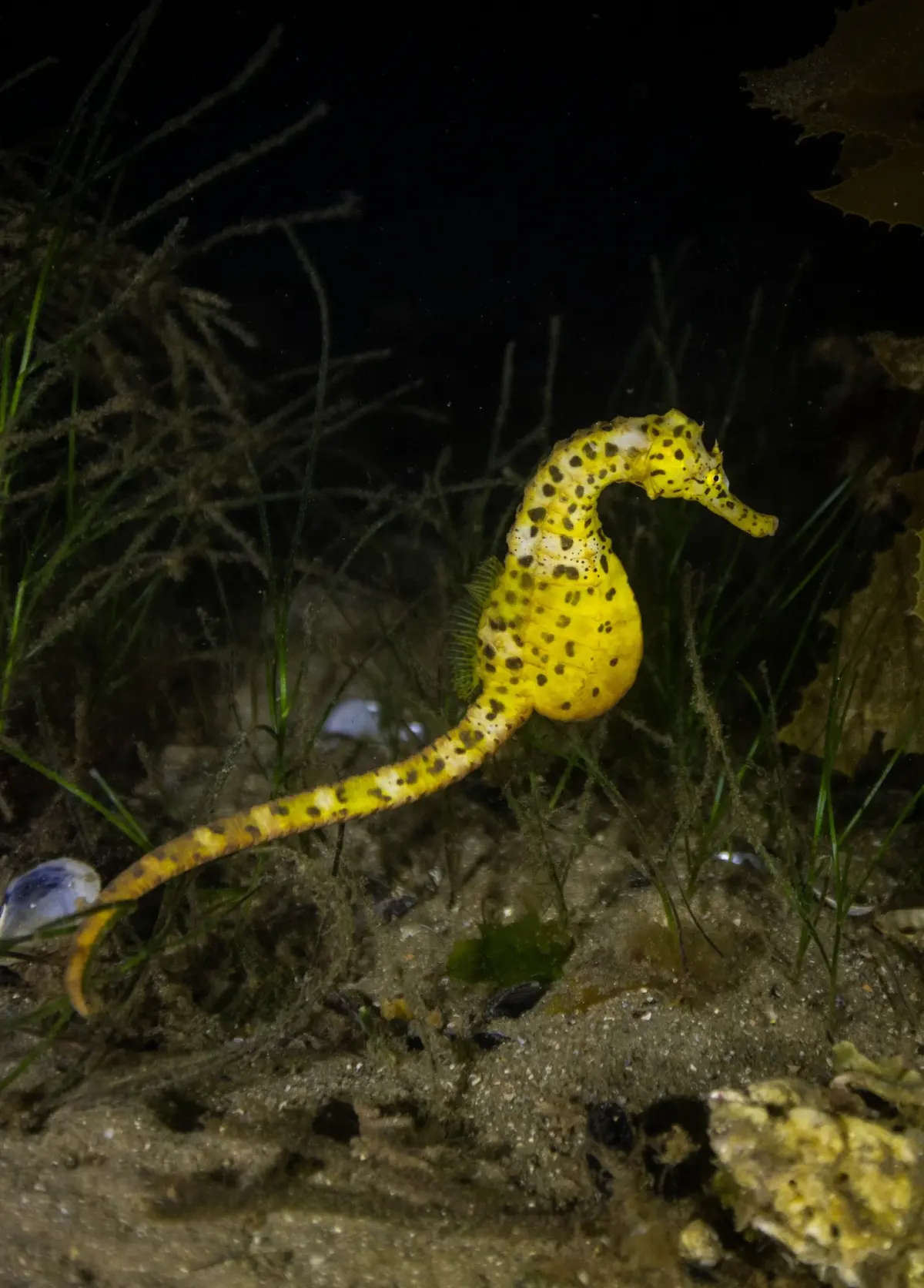 Big Bellied Seahorse