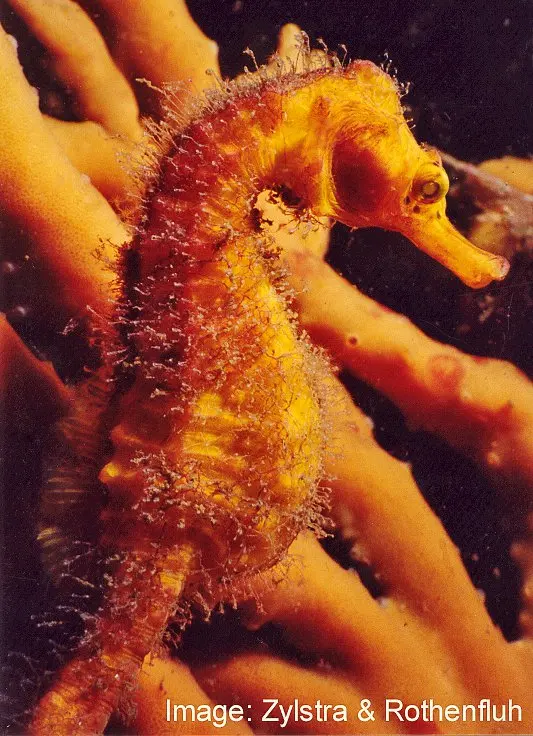 Big seahorses — image 3