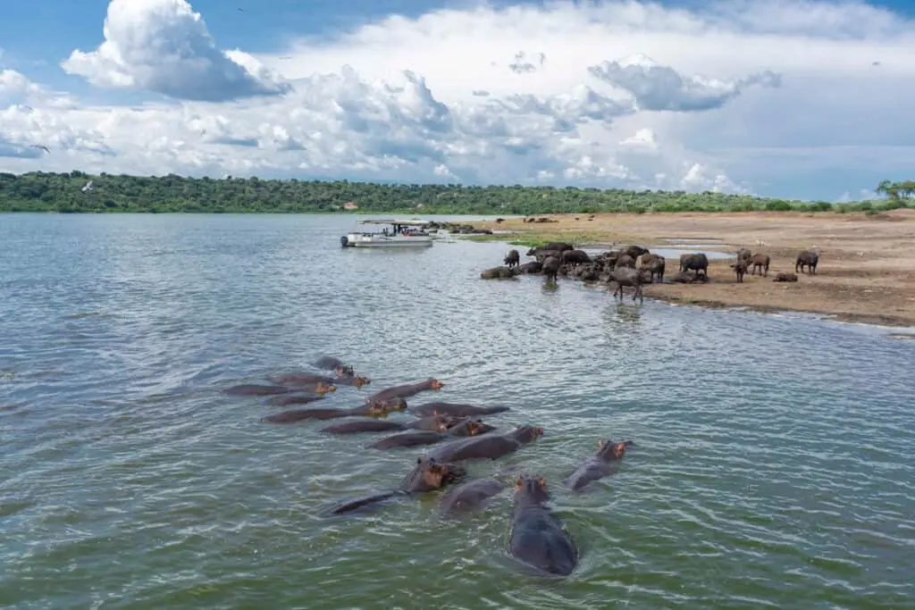 What Is a Group of Hippos Called?