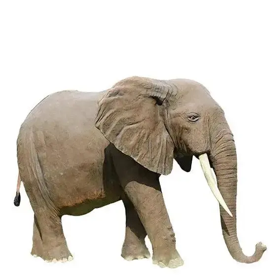 How big do elephants get