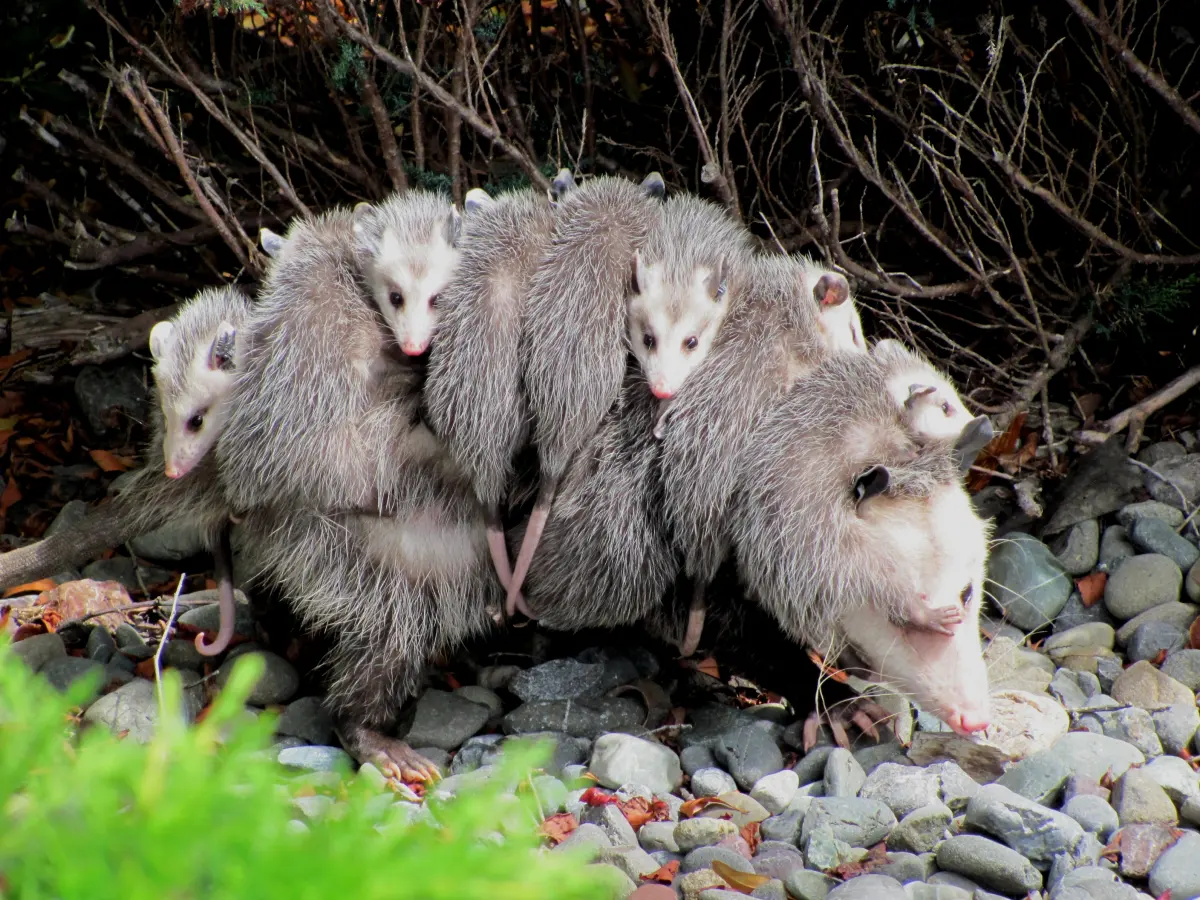 Big opossums — image 2