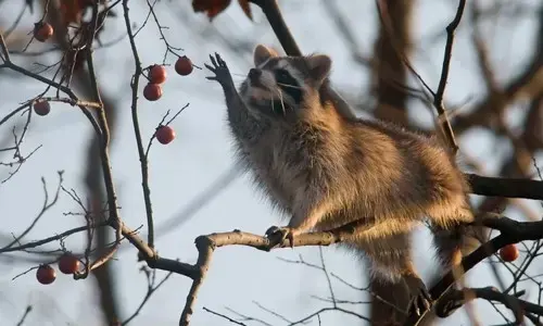What do raccoons eat